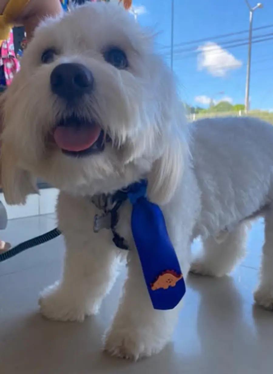 Cachorro branco com gravata na Nyupet