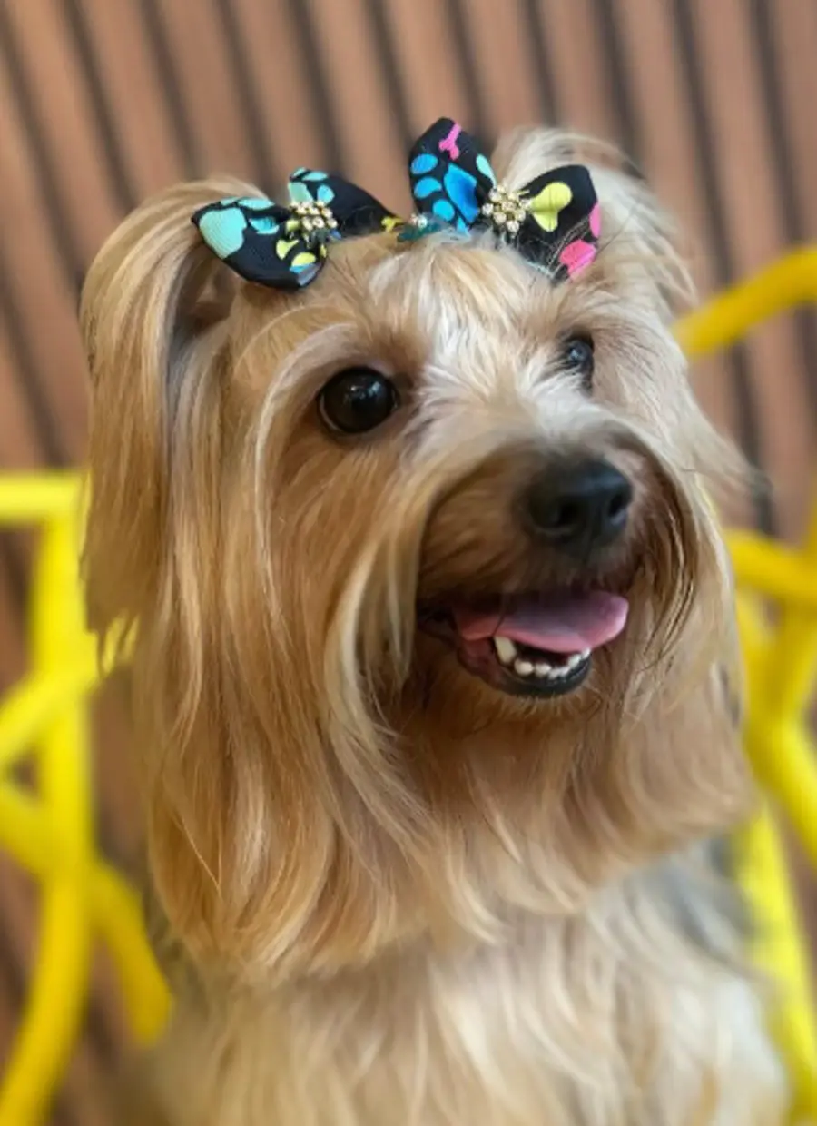Cachorro com laços coloridos na Nyupet