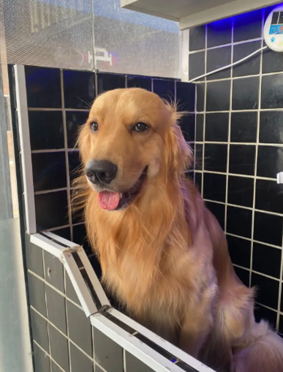 Golden retriever em área de banho da Nyupet