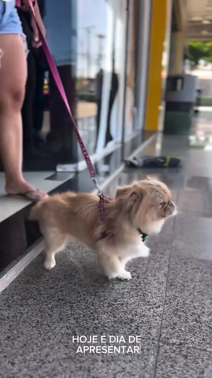 Taxi Dog da Nyupet